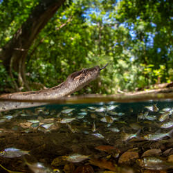 Nadando en el rio-Pepe Manzanilla-silver-wildlife-8596