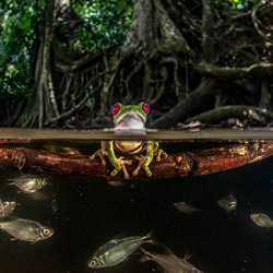 Bathing-Pepe Manzanilla-finalist-wildlife-8496