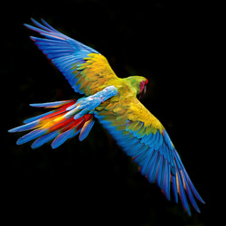 Green Macaw-Sergio Pucci-bronze-wildlife-8429