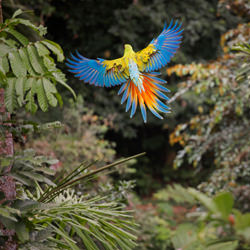Green Macaw 2-Sergio Pucci-finalist-wildlife-8531