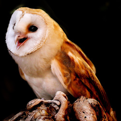 Barn owl-Dr Ss Suresh-finalist-wildlife-8515