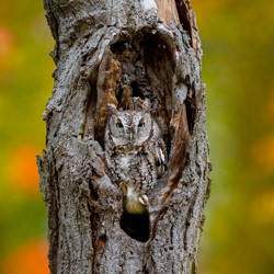 Eastern Screech owl In tree Hole-Tin Sang Chan-bronze-wildlife-8419