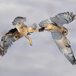 Short Eared Owl Fighting-Tin Sang Chan-silver-wildlife-8598