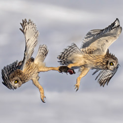 Short Eared owl fighting For Vole-Tin Sang Chan-silver-wildlife-8599