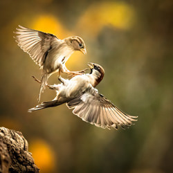 Dance ballet of sparrow-Boun Cang-bronze-wildlife-8439
