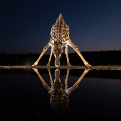 Giraffe zur Blauen Stunde-Monique De Beer-gold-wildlife-8580