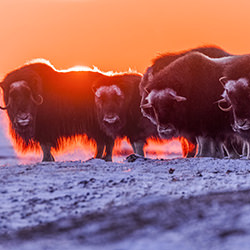 Nunavik Muskox sunset-Jean Simon Begin-bronze-wildlife-8426