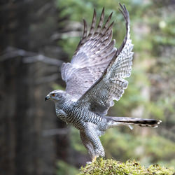 The Forest Ghost Taking Flight-Benedict Hope-finalist-wildlife-8535