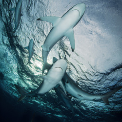 Silky sharks-Max Giorgetta-finalist-wildlife-8469