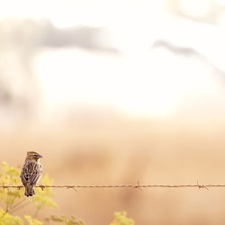 Perched on Barbed Wire-Christian Passeri-finalist-wildlife-8494