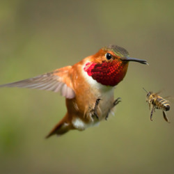 Rufous Kolibri-Sheldon Bilsker-gold-wildlife-8584