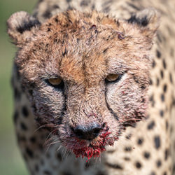Cheetah after dinner-Alexander Brackx-bronze-wildlife-8443