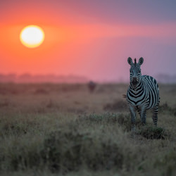 Zebra bei Sonnenuntergang-Alexander Brackx-Bronze-Tierwelt-8444
