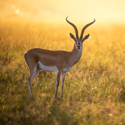 La gazzella di Grant nella prima luce del sole-Alexander Brackx-finalist-wildlife-8544