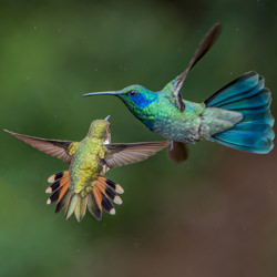 Dueling Hummingbirds-Tyler Wenzel-finalist-wildlife-8545