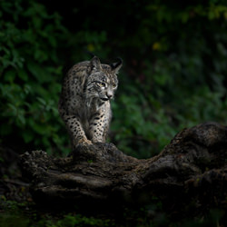 Iberian lynx-Csaba Tokolyi-bronze-wildlife-8394