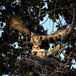 Protective Mom-Gaya Dahanayake-finalist-wildlife-8546