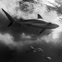 Reefshark-Antonio Robles-finalist-wildlife-8522