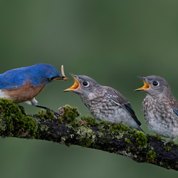 Eastern blue bird feeding juvenile-Tin Sang Chan-bronze-wildlife-8421