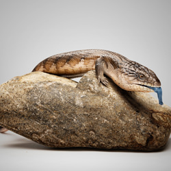 Ralph - Blue Tongue Lizard-Ryan Creevey-bronze-wildlife-8403