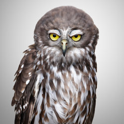 Connor - Barking Owl-Ryan Creevey-bronze-wildlife-8405