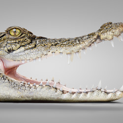 Crunch - Salt Water Crocodile-Ryan Creevey-bronze-wildlife-8406
