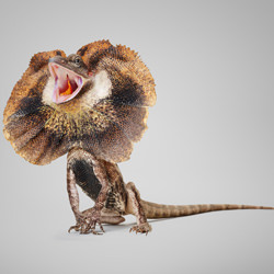 Ebony - Frilled Neck Lizard-Ryan Creevey-bronze-wildlife-8407