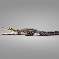 Franky - Salt Water Crocodile-Ryan Creevey-bronze-wildlife-8408