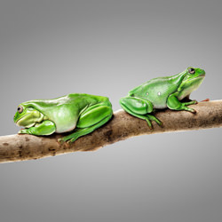 Freddy and Louie - Green Tree Frogs-Ryan Creevey-bronze-wildlife-8409