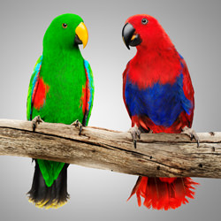 Milo and Molly - Eclectus Parrots-Ryan Creevey-bronze-wildlife-8412
