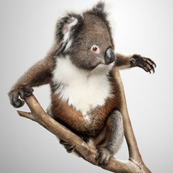 Winnie - Koala-Ryan Creevey-bronze-wildlife-8413