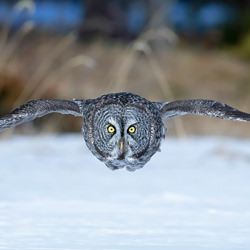 Great Grey Owl-Phillip Chang-silver-wildlife-8608
