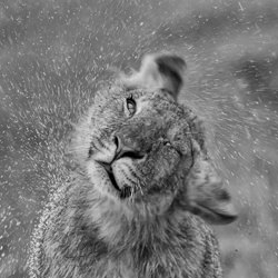 Cachorro de león bajo la lluvia-Phillip Chang-silver-wildlife-8609