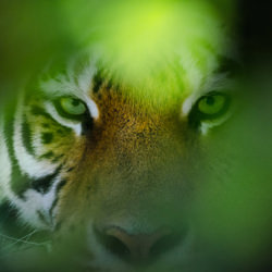 Ojo del tigre-Harry Skeggs-finalist-wildlife-8484