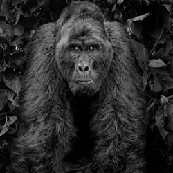 Kong-Harry Skeggs-bronce-wildlife-8402