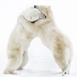 Bear Hug-Harry Skeggs-silver-wildlife-8594