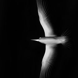 Dark Flight-Alexandra Cearns-bronze-wildlife-8393