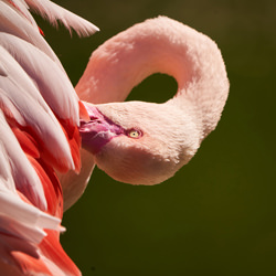 Pink dream-Gyula KÓzel-finalist-wildlife-8552