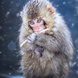 Mono de nieve-Vu Quan-finalista-vida silvestre-8525