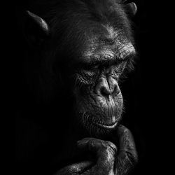 The thinker-Gabi Guiard-bronze-wildlife-8456