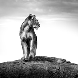 Looking beyond-Gabi Guiard-silver-wildlife-8616