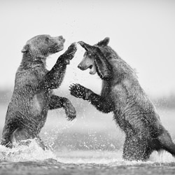 Bring It! (Brown Bears)-Joshua Galicki-bronze-wildlife-8452