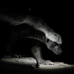 Porcuspine (Honey Badger)-Joshua Galicki-finalist-wildlife-8555