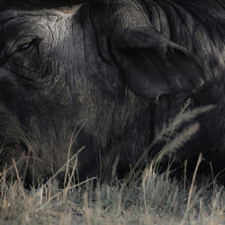 Coexistence (Yellow Billed Oxpecker and Cape Buffalo)-Joshua Galicki-finalist-wildlife-8557