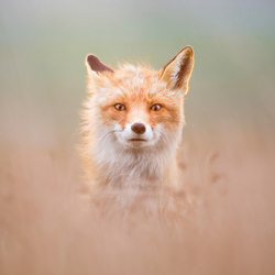 Midnight Sun (Red Fox)-Joshua Galicki-bronze-wildlife-8454