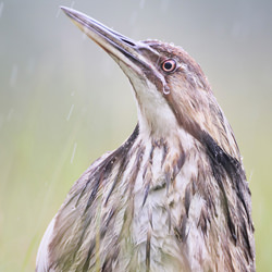 Crying in the Rain (American Bittern)-Joshua Galicki-finalist-wildlife-8559