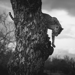 Leopard SA 2019-Jacob Anias Peymann-finalist-wildlife-8566