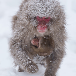 Snow Monkey-Atsuyuki Ohshima-bronze-wildlife-8458