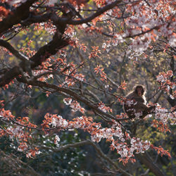 Cherry Blossoms-Atsuyuki Ohshima-finalist-wildlife-8569