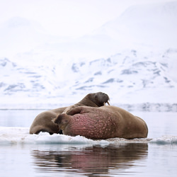 rest in ice-Judith Kuhn-finalist-wildlife-8503